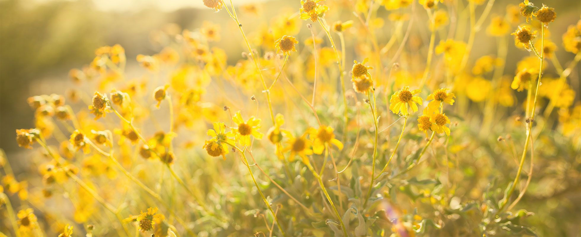 An Ode to Spring: 15 Quotes to Welcome the Season